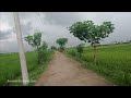 Suasana tengah sawah yang sahdu  saat sore hari di dukuh gedong, desa Gabel, Ponorogo