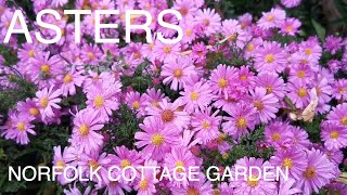 Norfolk Cottage Garden Asters