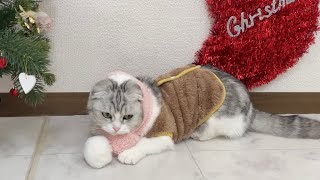 【クリぼっち】クリスマスプレゼントを待つ猫が可愛いすぎた…笑