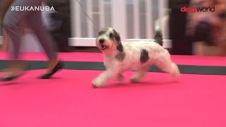 Pup of the Year 2016 Final - Dog World/Eukanuba