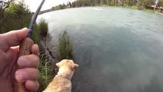 37 Minute Limit - Kenai River Sockeye Salmon - July 16, 2013