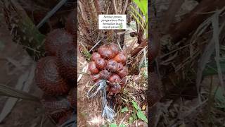 Cuma petani salak yg tau cara seperti ini!!🙈 #petani #petualang #fypviral #shortsvideo