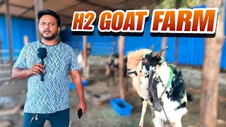 H2 GOAT FARM | Set-Up Tour | Best Quality Goats | Superb Shauk