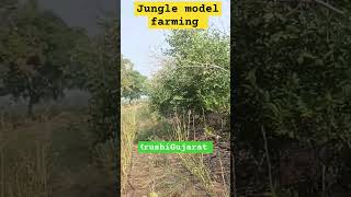 #jungle #farming #પ્રકૃતિ #પ્રાકૃતિક_ખેતી #કોઠાસૂઝ #farm #drip #organic #જંગલ #ખેતીવાડી #ફાર્મ #ખેતી