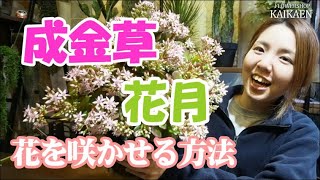 成金草　花月　花を咲かせる方法　ポイント　断水　やばいと思わせる【おうちでガーデニング】開花園チャンネル