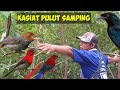 3 Cara Pemasangan Pulut.Yg 1 Untuk Menipu Burung Yg Hafal Pulut.