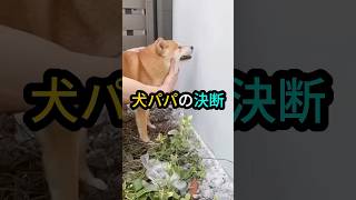 犬パパの決断 #動物 #柴犬