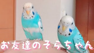 お友達のそらちゃんが遊びに来ました(*^▽^*)セキセイインコ