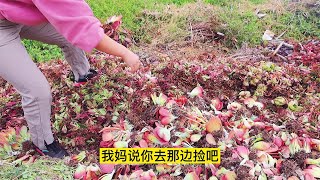 捡完盆捡多肉大棚不要的多肉堆积如山，唐印紫蝶大法师随便捡过瘾