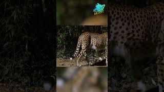 Thrilling Encounter: Observing a Majestic Cheetah in zoo #shorts #nature #wildlife