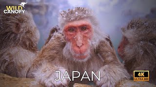 Japan Snow Monkeys | | Animal Documentary l Wildlife Documentary 4K | Nature documentary