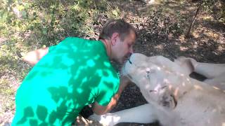 Поцелуи с Гердой! A lass kisses a lioness!