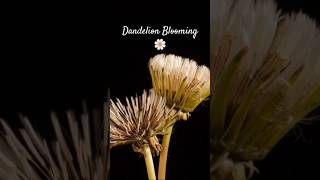 Dandelion 🌼Taraxacum officinale🌼#dandelions #flowers #blooming beauty of nature✨#angiosperms#botany