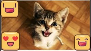 cat videos - cats meowing - cute kittens meowing - cat meowing video - kitten meowing videos