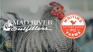 Live Fly Tying with Whiting Farms