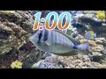 1 Minute Aquarium Timer/Countdown With Relaxing Music 🐟🐠|Cuenta Regresiva de 1 Minuto con Música.