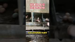 鸡蛋捡不完 #蛋鸡养殖 #散养土鸡生态养殖土鸡 #怏手三农耕耘计划