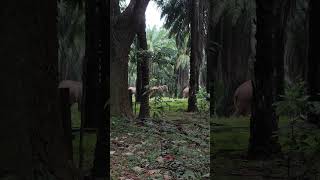 കാട്ടാന ഓടിക്കോ  #kerala #elephant #trending #athirappilly  #ezhattumugham #malakkapara #online