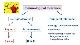 Immunological tolerance (hindi)