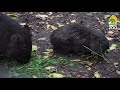 fifth wombat joey born at zoo budapest