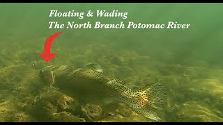 3 Days Fishing the North Branch Potomac River (Rare Trout Species)