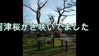 大阪住吉大社近くの住吉公園の朝。春はもうすぐ、桜も梅も咲き出した❀