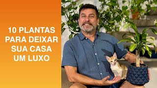 10 FOLHAGENS Para Deixar Sua Casa Um LUXO