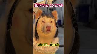 รอพี่ตั้งหลายปี...... #funny #คลิปตลก #shorts  #คลิปขำๆ #dog #cat #animals #snake