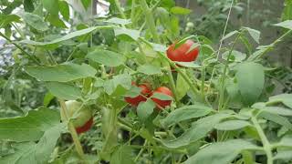 Tomato Cultivation without pesticide കീടനാശിനികളില്ലാതെ തക്കാളി കൃഷി