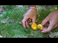 find wild chanterelle in swedish wood ep1