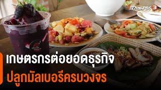 เกษตรกร จ.พิษณุโลก ต่อยอดธุรกิจปลูกมัลเบอรีครบวงจร | วันใหม่ไทยพีบีเอส | 27 ต.ค. 65