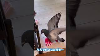 タコさんが好きすぎる土鳩のテオ君2022/10/30撮影