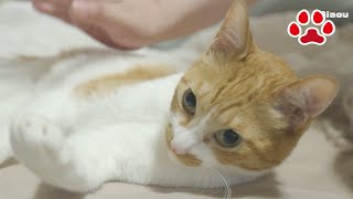 猫部屋を脱走して甘えに来る猫 【瀬戸のまや日記】