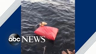 Couple rescues opossum struggling to stay afloat in lake