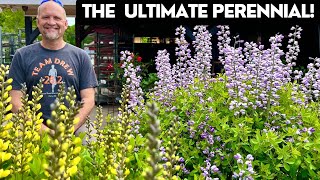 Baptisia: The Ultimate Low-Maintenance Perennial