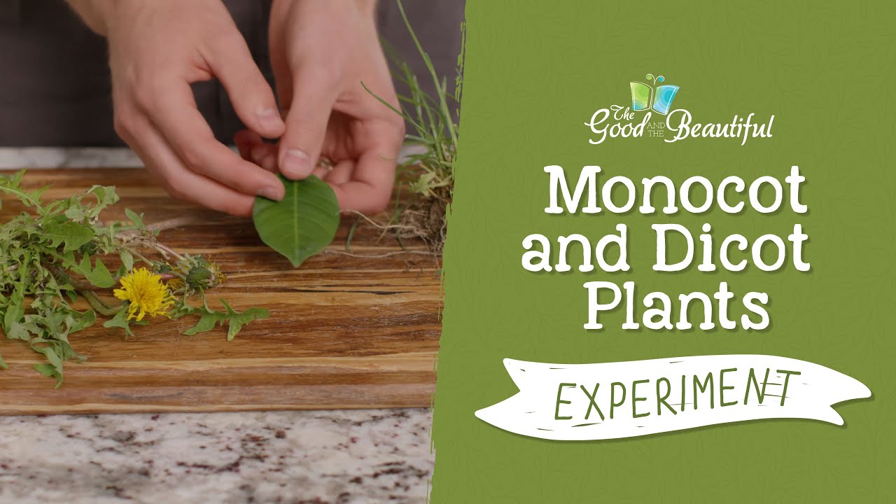 Monocot And Dicot Plants Experiment Botany The Good And The