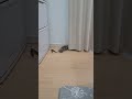 おもちゃを投げてもしっぽであしらう猫😂【猫🐈️可愛い癒し動画ショート💓】 shorts