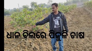 ଧାନ ବିଲରେ ପିଜୁଳି ଚାଷ... DHANA  BILARE PIJULI CHASA...