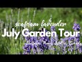 July 2021 Seafoam Lavender Garden Tour