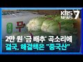 2만 원 '금 배추' 곡소리에…정부 해결책은 결국 