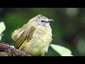 Flavescent Bulbul - Birdwatching Thailand