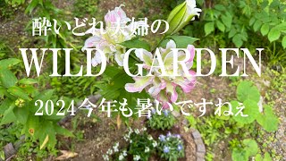 WILD GARDEN 2024 今年も暑いですねぇ。