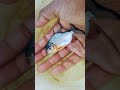 baby pacu fish monster මාලුන්ට ආදරේ කරන හැමෝම subscribe කරලා එකතුවෙන්න like කරන්න share කරන්න