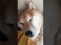 おっさんのようないびきをかく柴犬