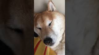 おっさんのようないびきをかく柴犬