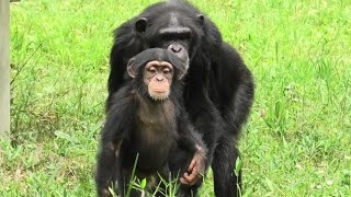 We don't like a snake! by Mikan and Ibuki 　ヘビは嫌い！ミカンとイブキ　Chimpanzee  Tama Zoological Park