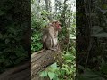 kodaikanal forest ❤️ monkey ❤️❤️