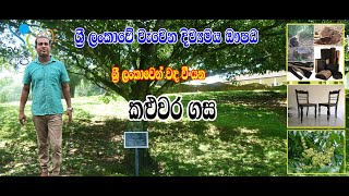 Kaluwara Gasa [කළුවර ගස] - Diospyros ebenum