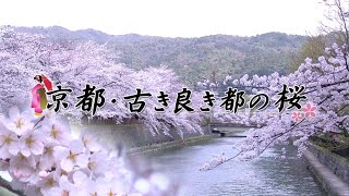 【桜名所 関西】京都府京都市_平安神宮