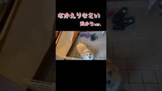 おかえりなさい　前からver.  ハート尻のコーギー犬